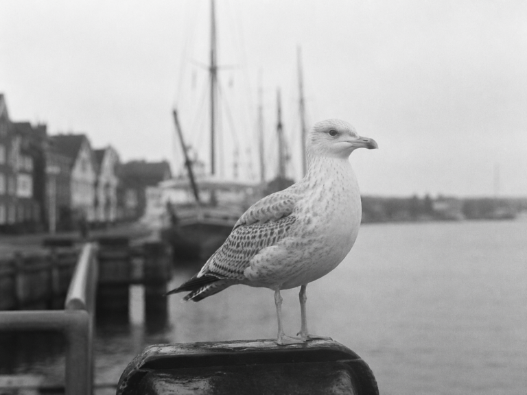 # 01 Die Möwe am Hafen